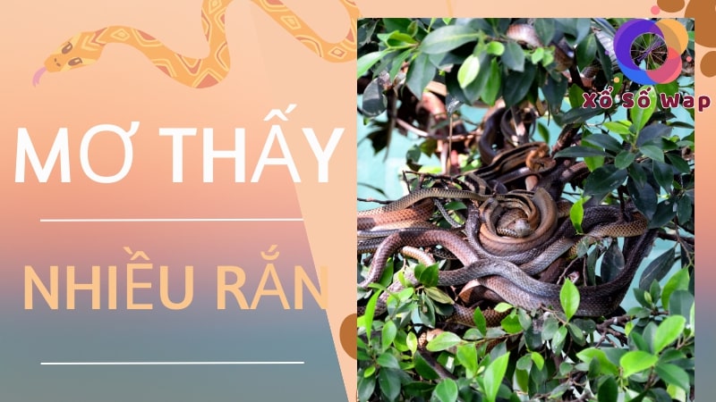 Chiêm bao nhiều rắn đuổi theo mình
