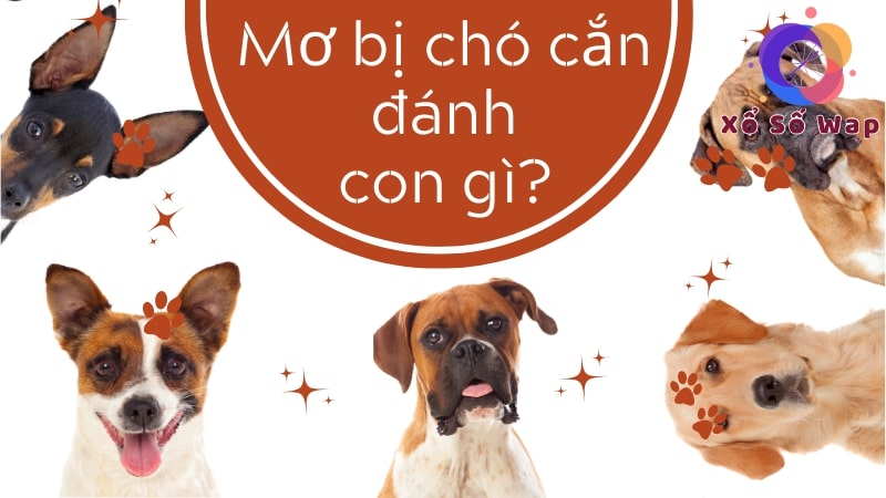 Gợi ý con số may mắn khi mơ thấy chó cắn