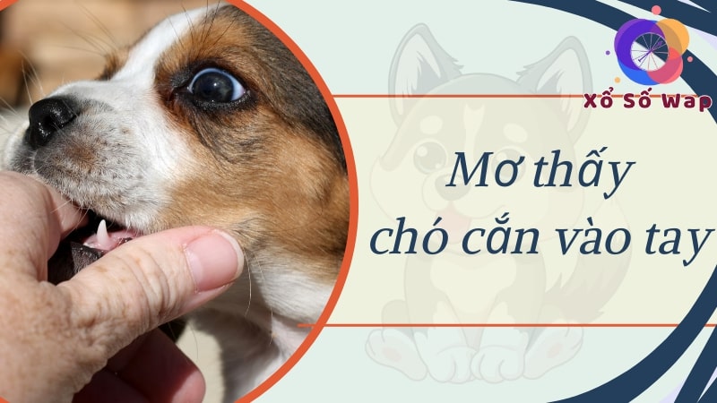 Mơ thấy bị chó cắn vào tay