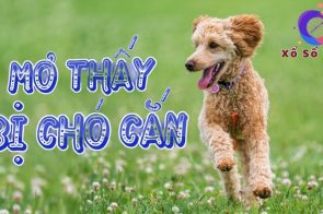 Giải mã giấc mơ: Nằm mơ bị chó cắn là điềm báo gì?