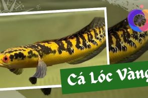 Đánh con gì, số mấy may mắn khi gặp giấc mơ thấy cá lóc? 