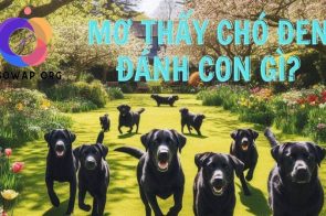 Mơ thấy chó đen là điềm báo may mắn hay xui xẻo? Đánh con gì