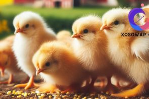 Nằm mơ thấy gà – Điềm báo tốt hay xấu? Đánh con gì?