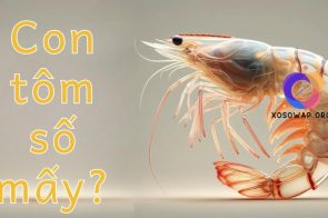 Con tôm số mấy: Mơ thấy tôm là điềm báo may mắn hay xui xẻo?