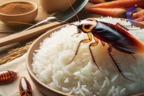 Con gián số mấy? Nằm mơ thấy con gián có ý nghĩa gì?