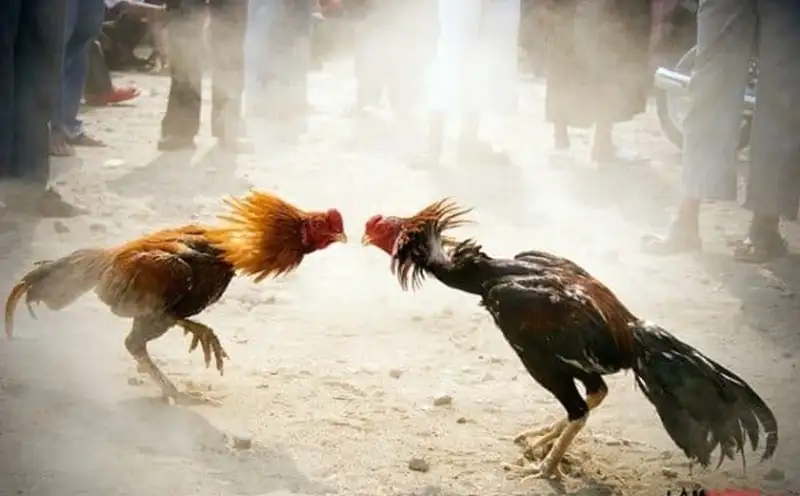 Bí quyết thắng lớn khi chơi đá gà 23win